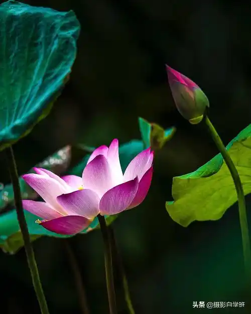 改正以上5个错误,并使用相应的摄影技巧,在这个夏天,拍出漂亮的荷花
