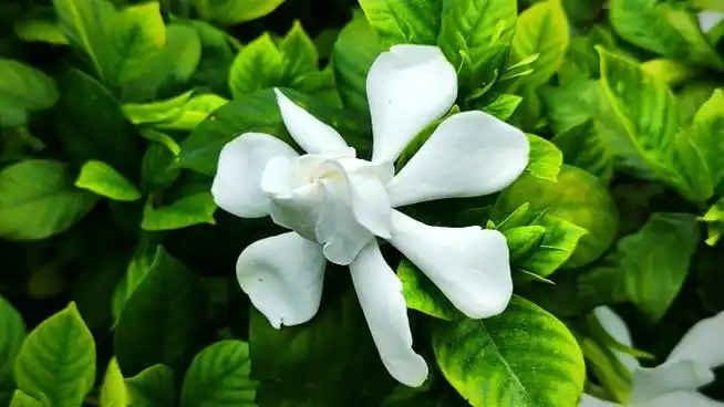 栀子花送给人们的沁人心脾的香气已经远远超过了人们对她的花语"永恒