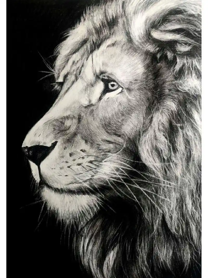 精微素描–狮子【带步骤图】 狮子03是一幅临摹作品,我们在画的时候