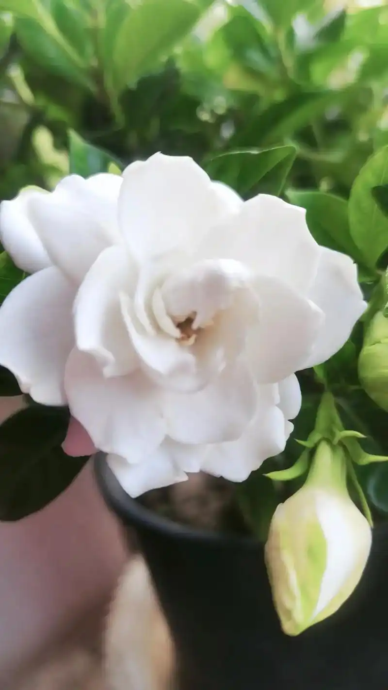 有一种花叫栀子花,它的的花语是:有些话藏在花苞里孕育了一冬一 - 抖