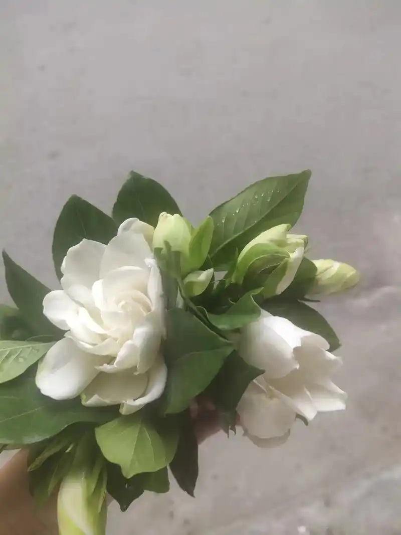 有一种花,叫栀子花,它的花语是:有些话藏在花苞里,孕育了一冬 - 抖音