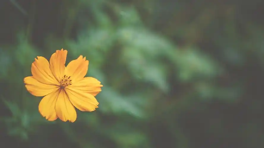 小清新花卉植物摄影图片桌面电脑壁纸高清大图预览1920x1080_植物壁纸