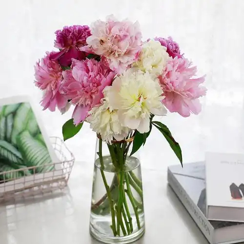 芍药鲜花云南直发重瓣鲜切花水养花束昆明山东鲜花速递同城