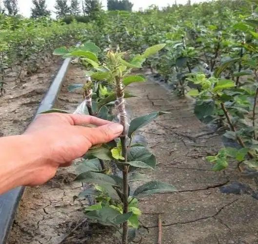 惠农网 苹果树苗 瑞雪苹果苗 1~1.5米  手机预览