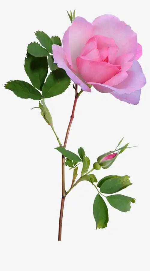 ps花草素材ps花卉素材