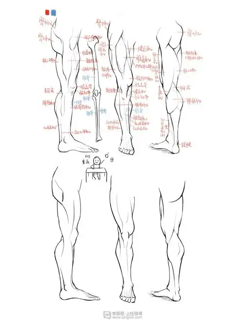 临摹腿—腿部人体肌肉结构入门训练