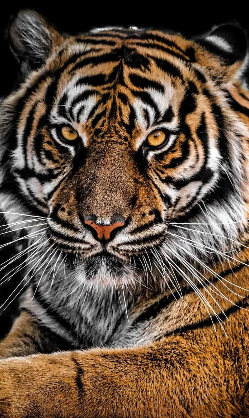 分享一组大自然的王者,凶猛霸气的老虎图集