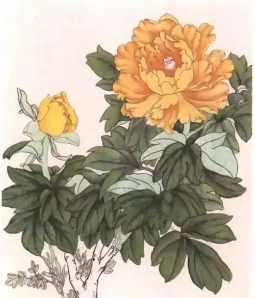 国画教程工笔牡丹画法全面讲解收藏起来慢慢看