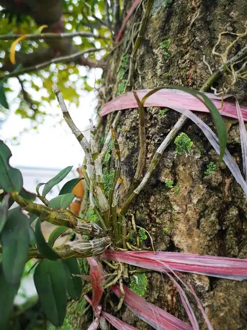 沁园铁皮石斛,仿野生种植.