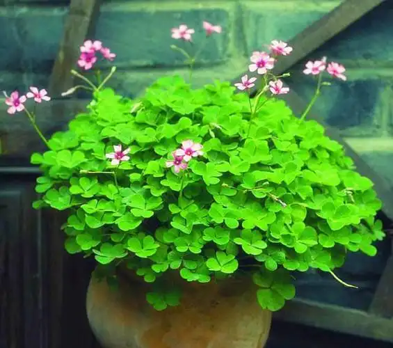 世界上最吉利好运的花(吉祥好运的花) - 升本吧