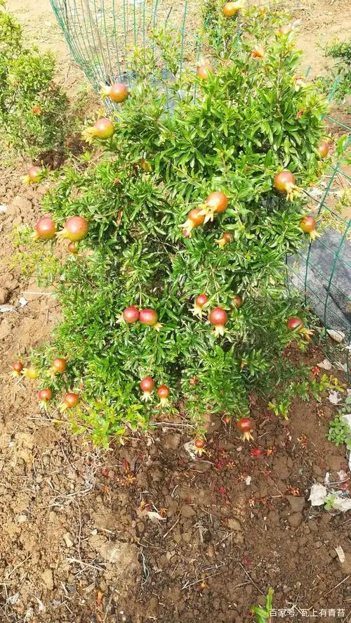 河南一位农民喜爱月季石榴,10年间跑遍全国,看看收集多少个品种