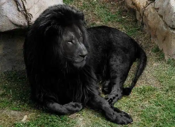 世界上唯一的黑色雄狮,就连专家也没法解释,难道狮子黑化了?