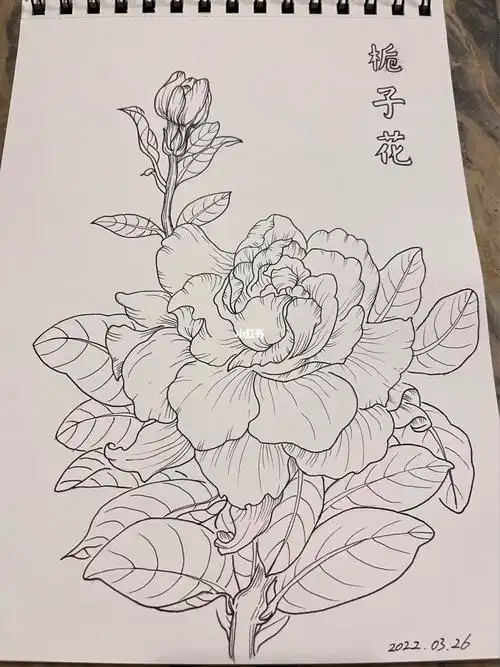 栀子花