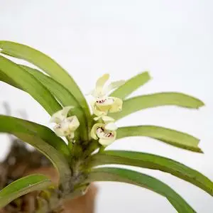 匠人花圃香花矮万代兰浓香型有玫瑰花栀子浓花香雨林缸植物矮小兰