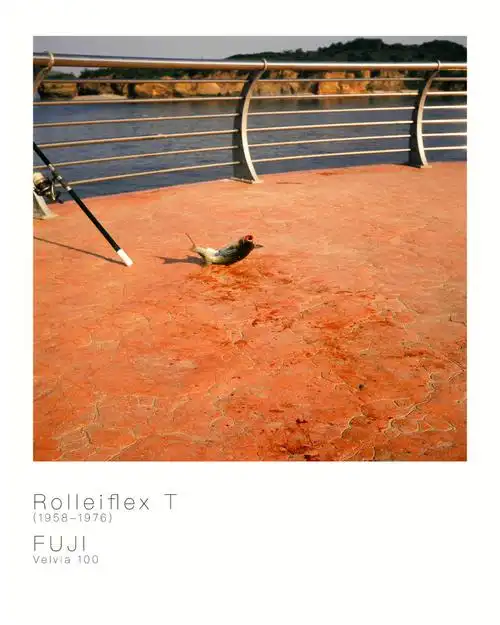 一条垂死挣扎的鱼满地血迹是我的焦点