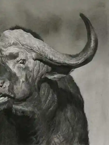 刘斌老师精微动物素描水牛作画步骤画画素描动物