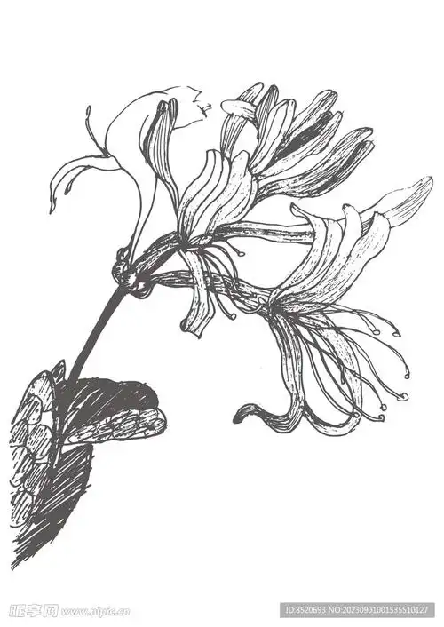 手绘金银花设计图__绘画书法_文化艺术_设计图库_昵图网nipic.com