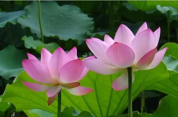 世界上最吉利好运的花