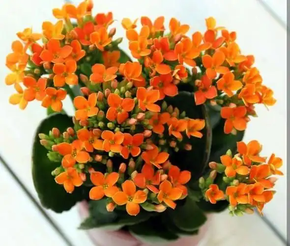 世界上最吉利好运的花鸿运当头花,鸿运当头开的花(4种"转运花")