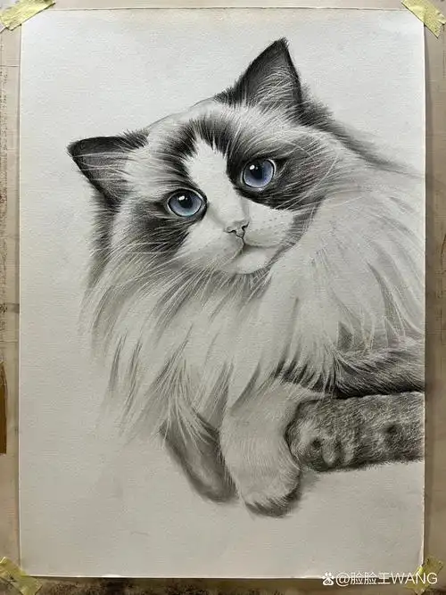 精微素描布偶猫咪步骤图