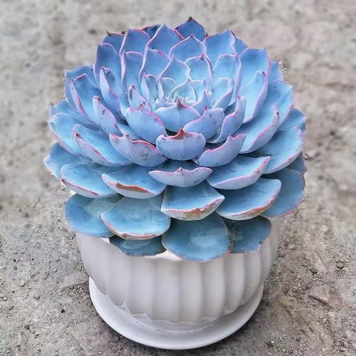 蓝石莲大单头多肉植物老桩控养贵货阳台桌面盆栽净化空气绿植包邮