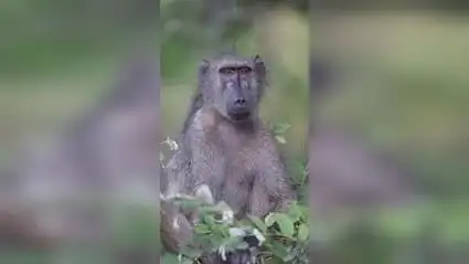 永不厌倦的狒狒表情秀