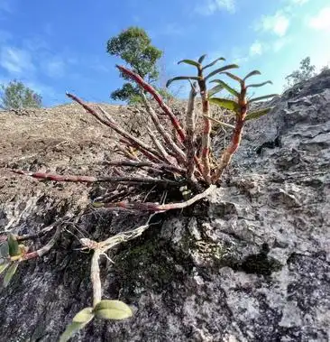 石斛铁皮石斛丹霞野生石斛悬崖上的石斛红杆红叶