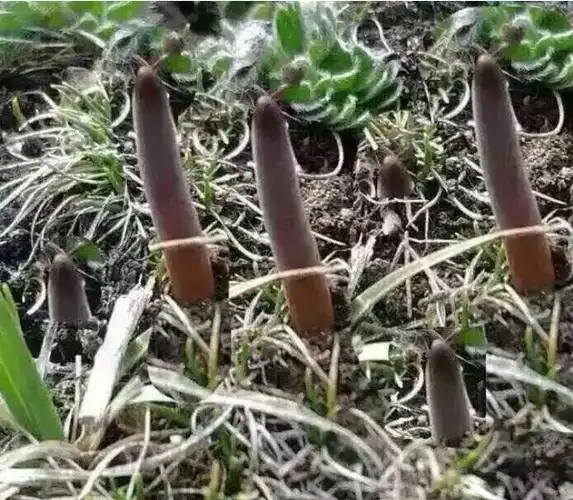 冬虫夏草采摘成康定折西地区农牧民主要增收途径