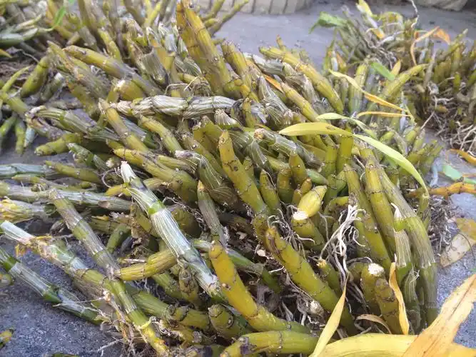 野生铁皮石斛的图片