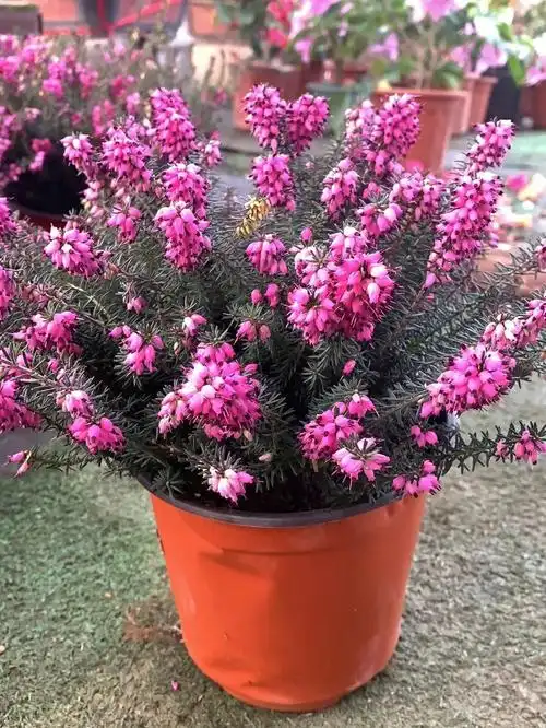 雪地里开花的欧石楠挪威的国花