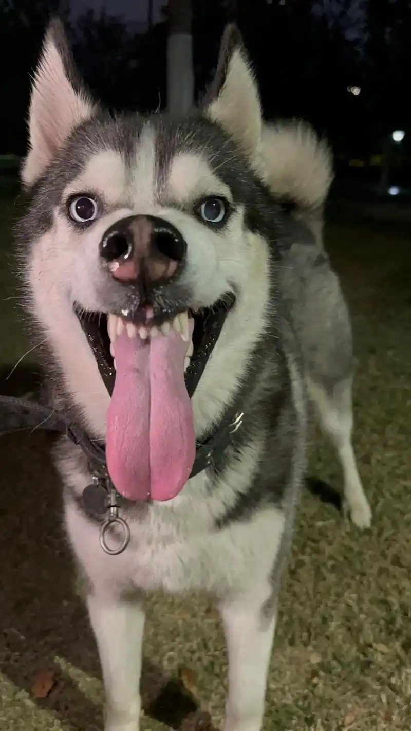 真的好搞笑啊#哈士奇 #哈基米怼脸丑照大赏 #哈基米哈基米 - 抖音