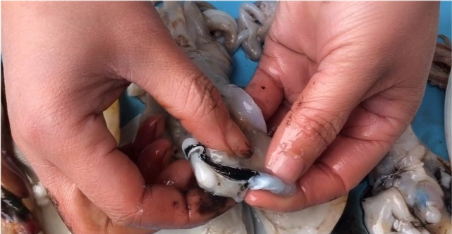 乌贼和章鱼的区别鱿鱼墨鱼八爪鱼海兔的区别及不同吃法