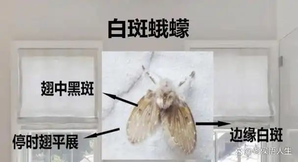 卫生间小飞虫成堆教你个土招虫子虫卵消散了