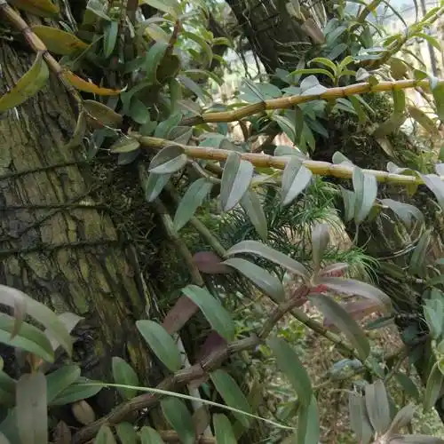 野生新鲜石斛多少钱一斤,价格背后的真相!_铁皮_霍山_yao