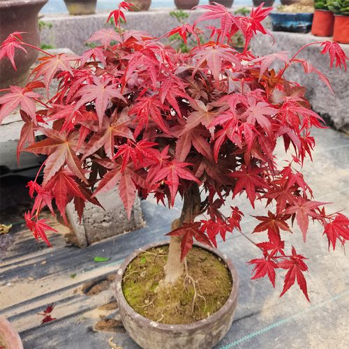 日本红枫盆景原生红舞姬老桩盆栽名贵四季红枫树苗室内阳台庭院 原生