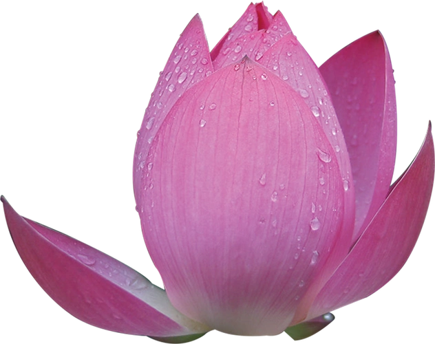 【引用】荷花png免抠图素材二 - 候鸟的日志 - 网易博客